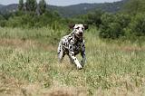 DALMATIEN 385